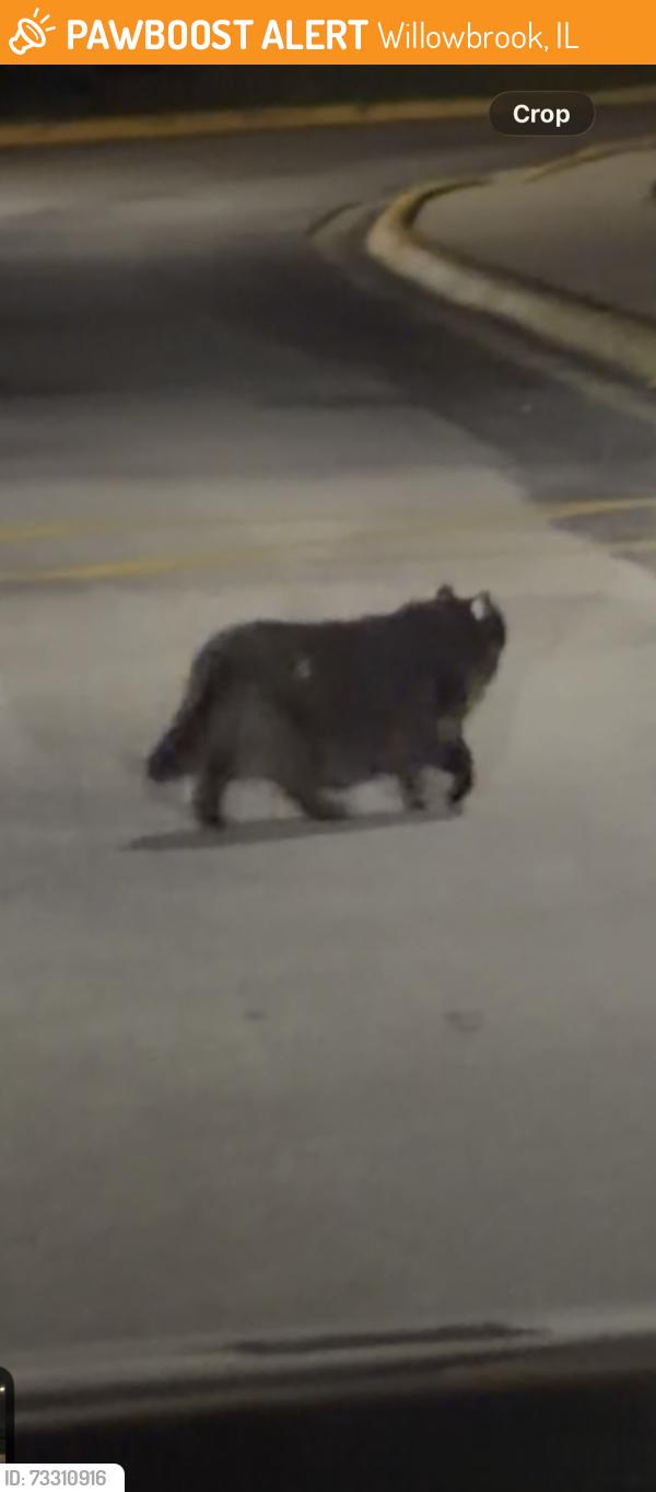 Found/Stray Unknown Cat last seen Was crossing to the side of the strip mall with melt n dip and subway, Willowbrook, IL 60527