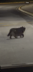 Found/Stray Unknown Cat last seen Was crossing to the side of the strip mall with melt n dip and subway, Willowbrook, IL 60527