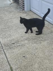 Found/Stray Unknown Cat last seen dickinson and 5th street, Philadelphia, PA 19146
