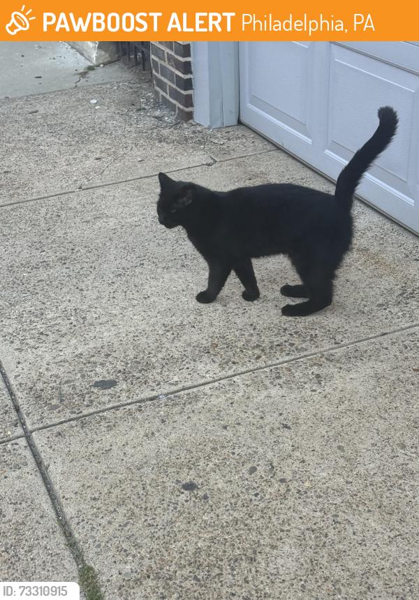 Found/Stray Unknown Cat last seen dickinson and 5th street, Philadelphia, PA 19146
