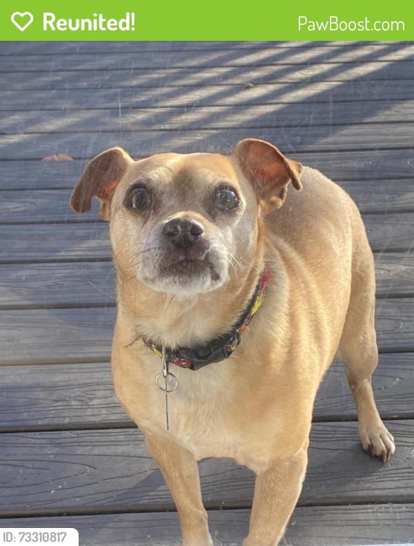 Reunited Male Dog last seen In the neighborhood Farmington Woods near Transit rd. and CVS pharmacy, East Amherst, NY 14051