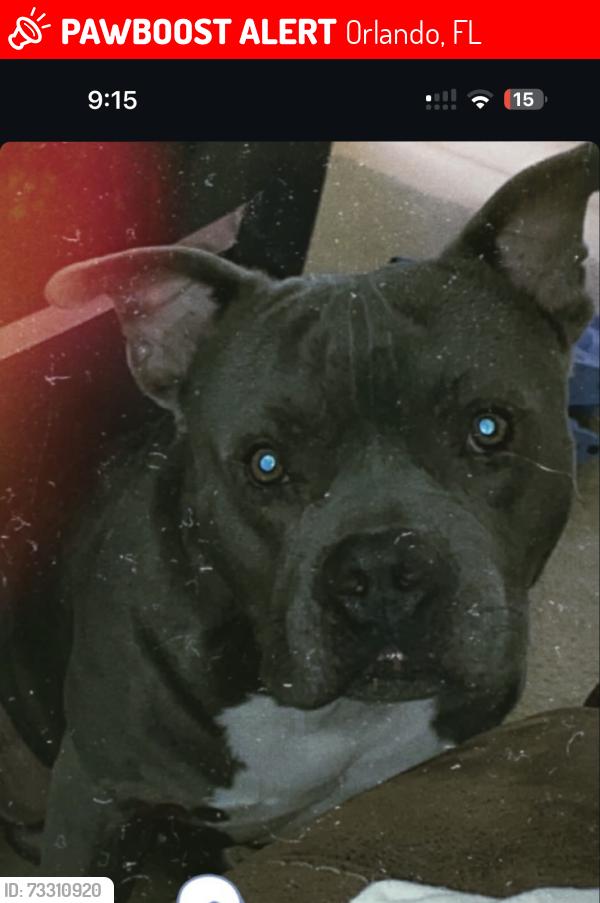 Lost Male Dog last seen Laurel rd, Orlando, FL 32818