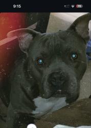 Lost Male Dog last seen Laurel rd, Orlando, FL 32818
