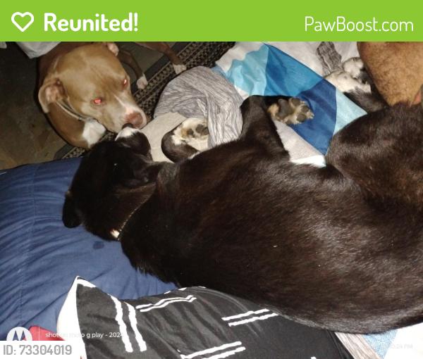 Reunited Female Dog last seen 21st Street and Quindaro, Kansas City, KS 66104