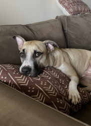 Reunited Male Dog last seen Golf course near Falls of Inverrary, Lauderhill, FL 33319