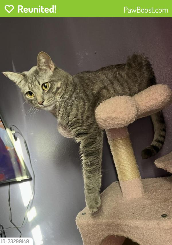 Reunited Male Cat last seen Hawbuck Street, close to mitchell boulevard., Trinity, FL 34655