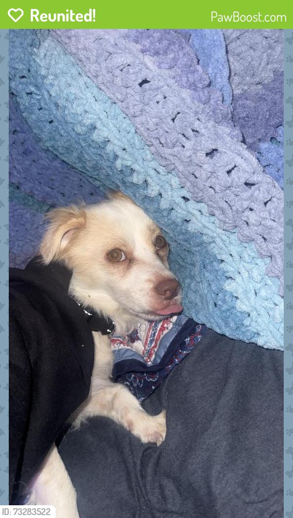 Reunited Male Dog last seen King and Sunset, Clearwater, FL 33755