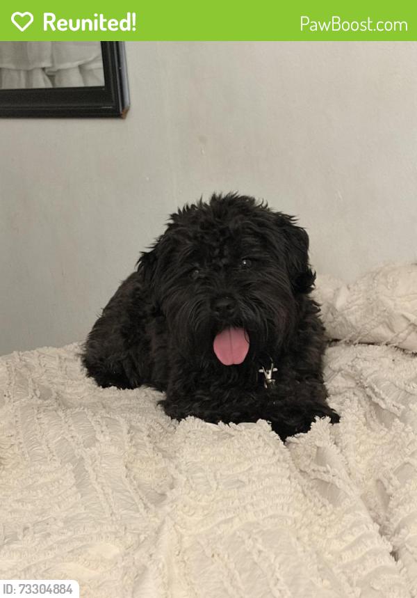 Reunited Female Dog last seen Jackson Snyder passyunk, Philadelphia, PA 19145