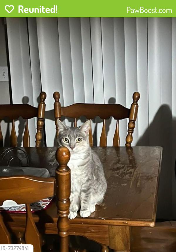 Reunited Female Cat last seen Addison & st Joe, Fort Wayne, IN 46805