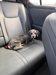 Reunited Male Dog last seen Near Marino Dr SE, Rio Rancho, NM 87124, USA, Rio Rancho, NM 87124