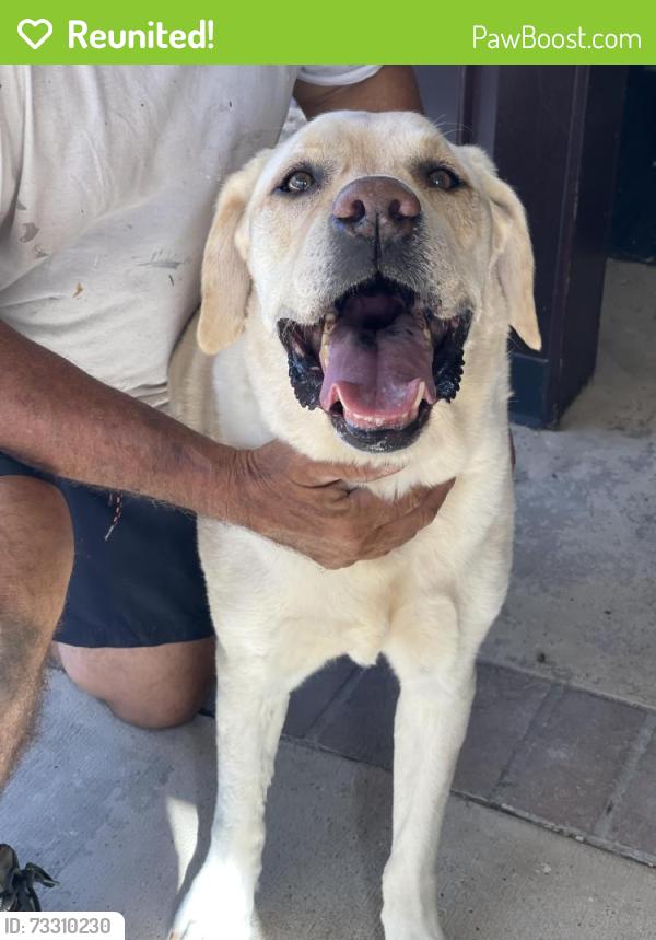 Reunited Male Dog last seen Kenneth st and redhill ave, Tustin, CA 92780