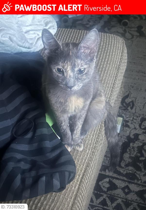 Lost Female Cat last seen eddd, Riverside, CA 92509