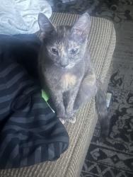 Lost Female Cat last seen eddd, Riverside, CA 92509