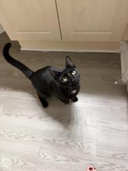 Reunited Male Cat last seen ARIUM Greenview, Orange County, FL 32836