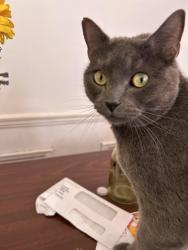 Lost Male Cat last seen Old Alabama road, Roswell, GA 30076
