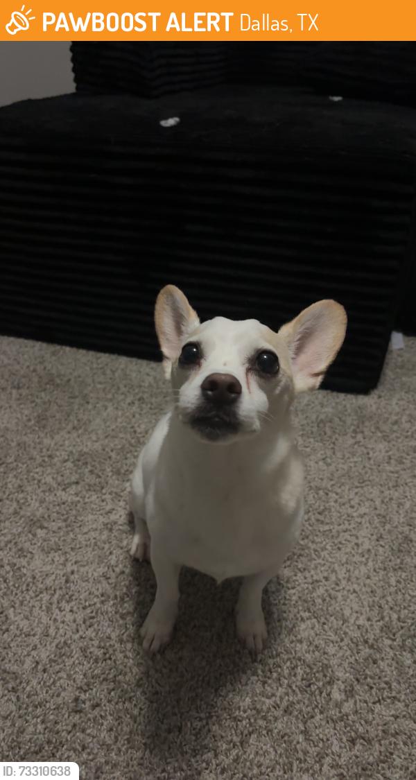 Found/Stray Male Dog last seen Coit rd, Dallas, TX 75252