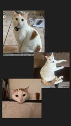 Reunited Male Cat last seen S Riverside & E Randall, Rialto, CA 92376