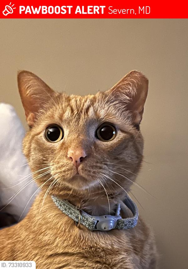 Lost Male Cat last seen Near Meadowood drive, Severn, MD 21076