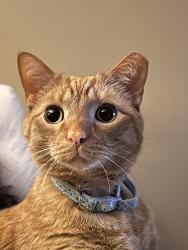 Lost Male Cat last seen Near Meadowood drive, Severn, MD 21076