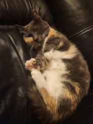 Reunited Female Cat last seen Mission Rd. And Sulwhanon Dr., Everson, WA 98247