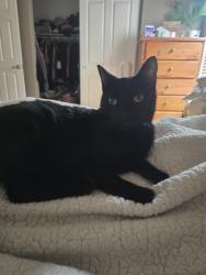 Lost Male Cat last seen 65th St. E Avenue R-8, Palmdale, CA 93552