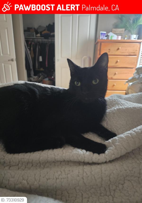 Lost Male Cat last seen 65th St. E Avenue R-8, Palmdale, CA 93552