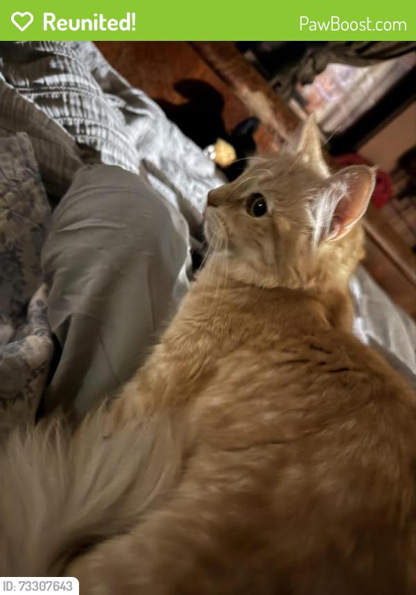 Reunited Female Cat last seen King Avenue, Fair Plain, MI 49022