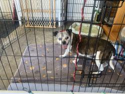 Reunited Male Dog last seen Clark and Pecos, Las Vegas, NV 89101