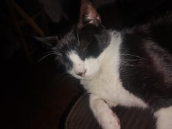 Reunited Female Cat last seen Trailside village and tessara aparments, Everett, WA 98208