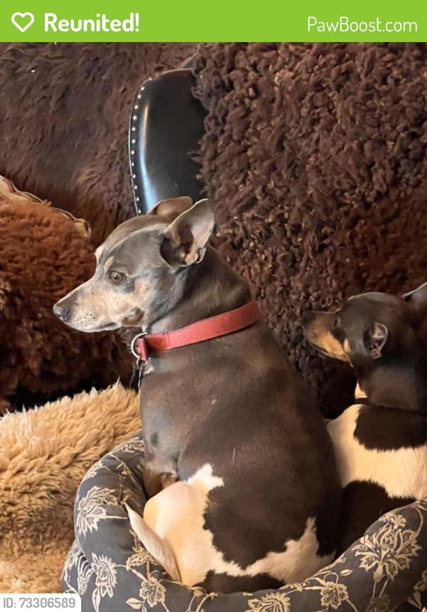 Reunited Male Dog last seen Near hall road, Santa Rosa, CA 95401