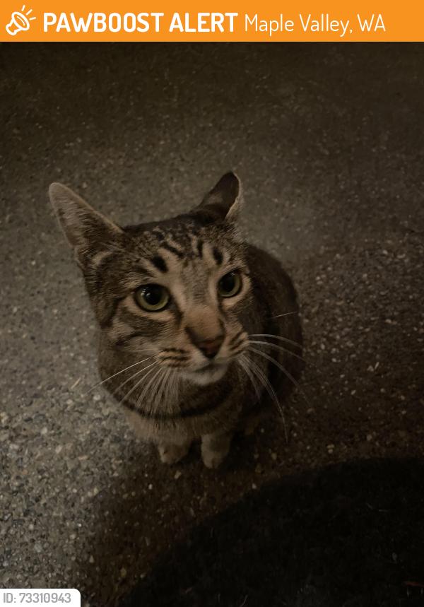 Found/Stray Unknown Cat last seen By Maple Valley Library, Maple Valley, WA 98038