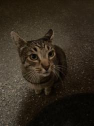 Found/Stray Unknown Cat last seen By Maple Valley Library, Maple Valley, WA 98038