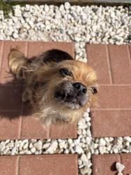 Reunited Female Dog last seen winco bremerton, Bremerton, WA 98312