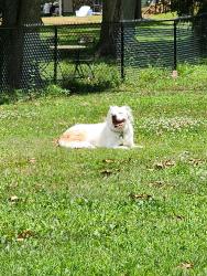 Reunited Male Dog last seen Near Harrington Ave, Youngstown, OH 44512, USA, Youngstown, OH 44512