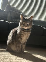 Lost Female Cat last seen Idk, Pittsburg, CA 94565