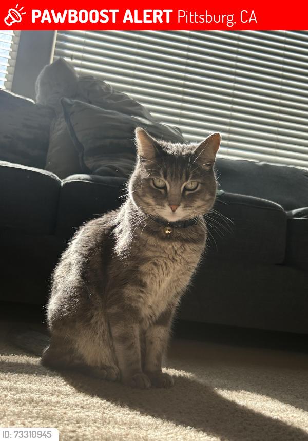Lost Female Cat last seen Idk, Pittsburg, CA 94565