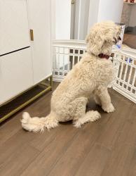 Reunited Male Dog last seen Came to my hse, Austin, TX 78747