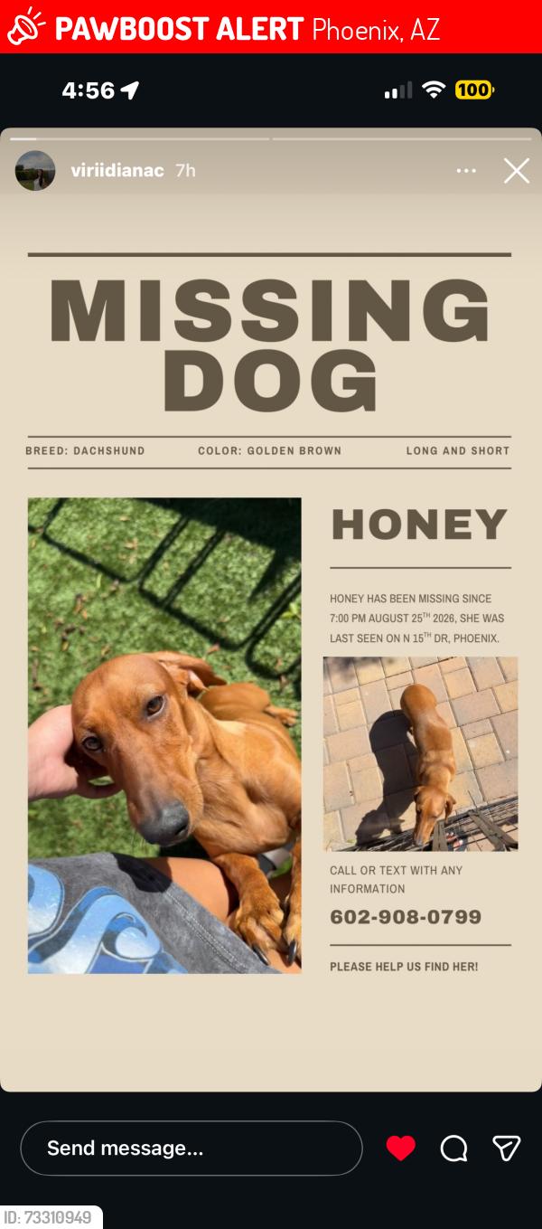 Lost Female Dog last seen 15th Dr, Bell Rd, Phoenix, AZ 85023