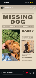 Lost Female Dog last seen 15th Dr, Bell Rd, Phoenix, AZ 85023
