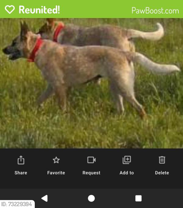 Reunited Female Dog last seen Skyball Mountain, Hayden, AL 35079