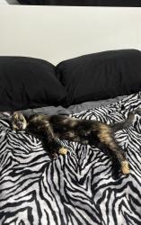 Reunited Female Cat last seen woodcock & polk, Los Angeles, CA 91342