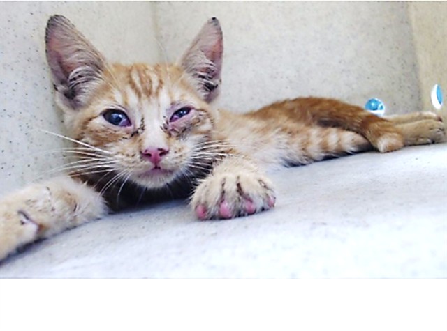 Shelter Stray Male Cat last seen , 11258 Garfield Ave, Downey, CA 90242, USA