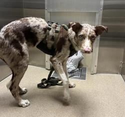 Shelter Stray Male Dog last seen Near BLOCK LEETSDALE DR, GLENDALE CO 80246, 1241 W Bayaud Ave, Denver, CO 80223, USA