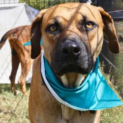 Shelter Stray Male Dog last seen CEEGEE WAY, 4710 TX-151, San Antonio, TX 78227, USA