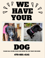 Found/Stray Female Dog last seen Old airport rd, Commerce, GA 30530