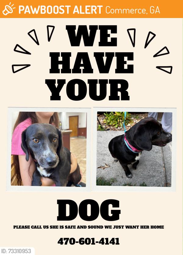 Found/Stray Female Dog last seen Old airport rd, Commerce, GA 30530