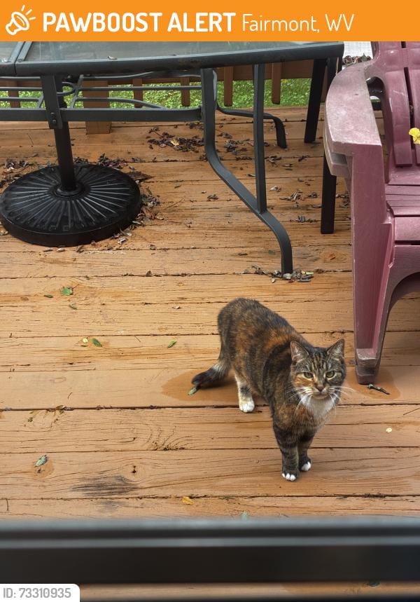 Found/Stray Unknown Cat last seen East Park Elementary, Fairmont, WV 26554