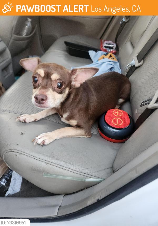 Found/Stray Female Dog last seen Normadie y 91 stree los angeles california, Los Angeles, CA 90047