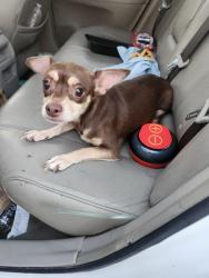 Found/Stray Female Dog last seen Normadie y 91 stree los angeles california, Los Angeles, CA 90047