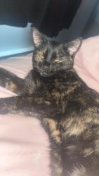 Lost Female Cat last seen Rue du Frère-André Daoust, Rigaud, QC J0P 1P0